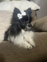 Thunder, a male Pomeranian for sale in Walkerton, IN – 8 of 9