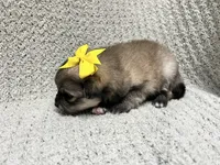 Sunshine, a female Pomeranian for sale in Walkerton, IN – 5 of 8