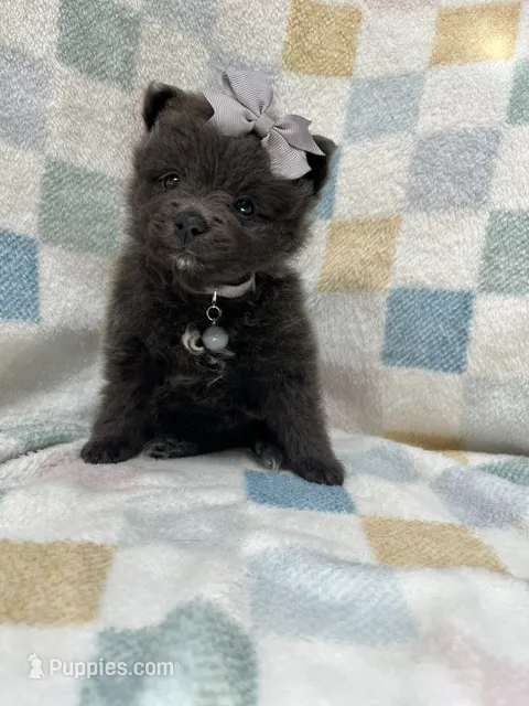 Tornado – Pomeranian puppy for sale in Walkerton, IN