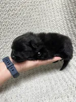 Thunder, a male Pomeranian for sale in Walkerton, IN – 6 of 9
