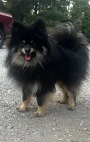 Tornado, a female Pomeranian for sale in Walkerton, IN – 9 of 10