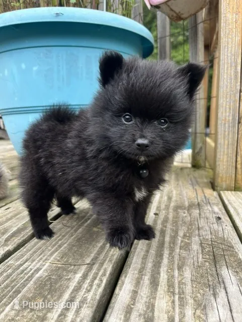 Thunder – Pomeranian puppy for sale in Walkerton, IN