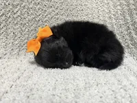 Lightning , a female Pomeranian for sale in Walkerton, IN – 3 of 7