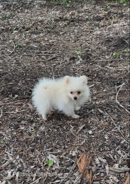 HoneyDew, a male Pomeranian for sale in Walkerton, IN – 2 of 10