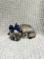 Rain, a female Pomeranian for sale in Walkerton, IN – 4 of 9