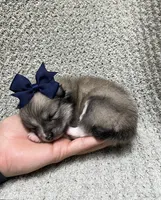 Rain, a female Pomeranian for sale in Walkerton, IN – 6 of 9