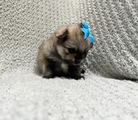 Sky, a female Pomeranian for sale in Walkerton, IN – 5 of 6