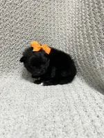 Lightning , a female Pomeranian for sale in Walkerton, IN – 4 of 7