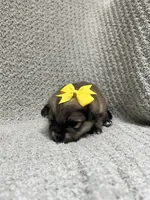 Sunshine, a female Pomeranian for sale in Walkerton, IN – 4 of 8