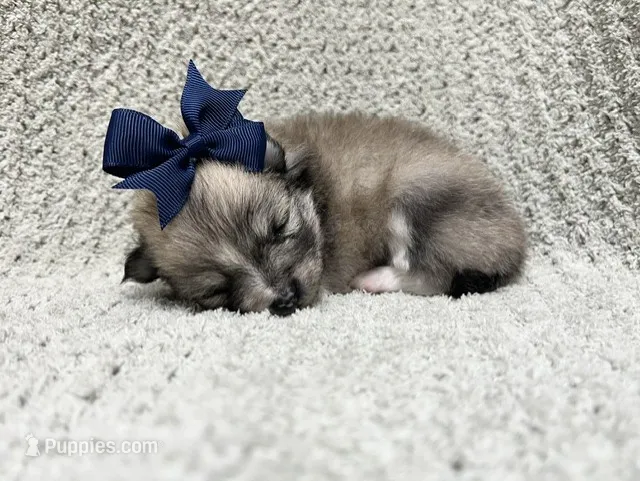 Rain – Pomeranian puppy for sale in Walkerton, IN