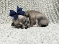 Rain, a female Pomeranian for sale in Walkerton, IN – 1 of 9