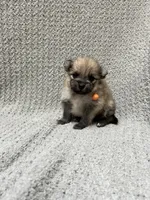Dirt, a male Pomeranian for sale in Walkerton, IN – 5 of 6