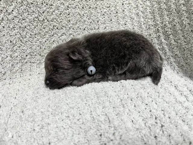Tornado – Pomeranian puppy for sale in Walkerton, IN