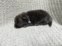 Tornado, a male Pomeranian for sale in Walkerton, IN – 1 of 6