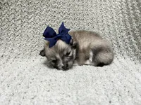 Rain, a female Pomeranian for sale in Walkerton, IN – 2 of 9