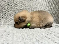 Grass, a male Pomeranian for sale in Walkerton, IN – 3 of 8