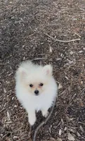 HoneyDew, a male Pomeranian for sale in Walkerton, IN – 3 of 10