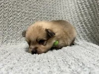 Grass, a male Pomeranian for sale in Walkerton, IN – 2 of 8