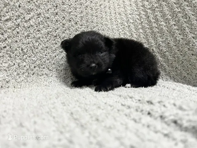 Thunder – Pomeranian puppy for sale in Walkerton, IN