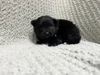Thunder, a male Pomeranian for sale in Walkerton, IN – 1 of 9