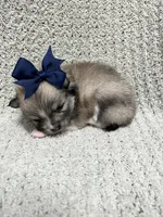 Rain, a female Pomeranian for sale in Walkerton, IN – 3 of 9