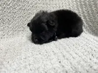 Thunder, a male Pomeranian for sale in Walkerton, IN – 3 of 9