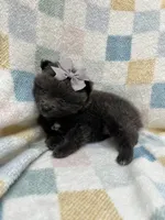 Tornado, a female Pomeranian for sale in Walkerton, IN – 5 of 10