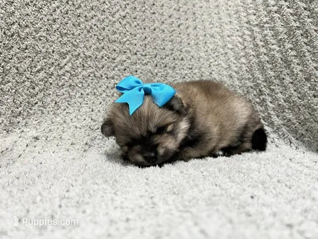 Sky – Pomeranian puppy for sale in Walkerton, IN