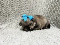 Sky, a female Pomeranian for sale in Walkerton, IN – 1 of 6