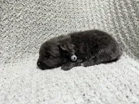 Tornado, a male Pomeranian for sale in Walkerton, IN – 4 of 6