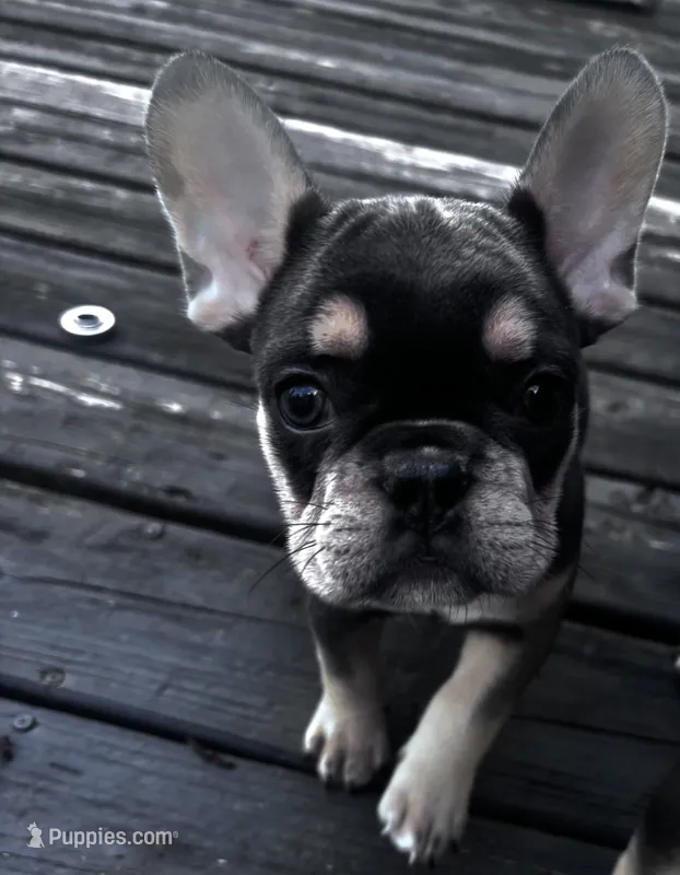 Aries – French Bulldog puppy for sale in Matteson, IL