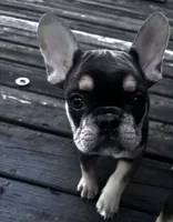 Aries, a male French Bulldog for sale in Matteson, IL – 1 of 4