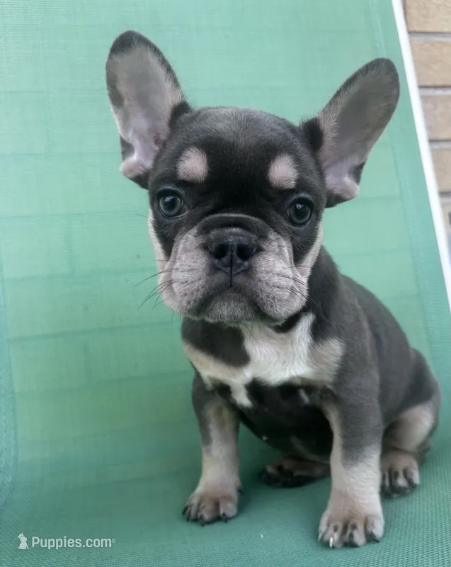 Willow – French Bulldog puppy for sale in Matteson, IL