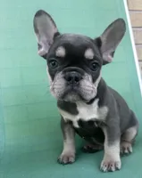 Willow, a male French Bulldog for sale in Matteson, IL – 1 of 2