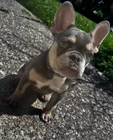 Willow, a female French Bulldog for sale in Matteson, IL – 3 of 5
