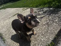 Willow, a female French Bulldog for sale in Matteson, IL – 5 of 5