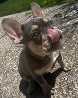 Willow, a female French Bulldog for sale in Matteson, IL – 2 of 5
