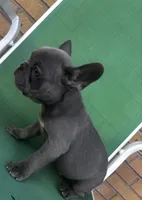 Bloom, a male French Bulldog for sale in Matteson, IL – 2 of 2