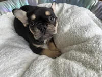 Aries, a male French Bulldog for sale in Matteson, IL – 3 of 4