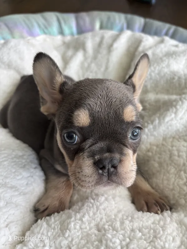 Willow – French Bulldog puppy for sale in Matteson, IL