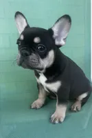 Aries, a male French Bulldog for sale in Matteson, IL – 2 of 4