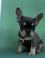 Willow, a male French Bulldog for sale in Matteson, IL – 2 of 2