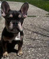 Willow, a female French Bulldog for sale in Matteson, IL – 4 of 5