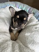 Aries, a male French Bulldog for sale in Matteson, IL – 4 of 4