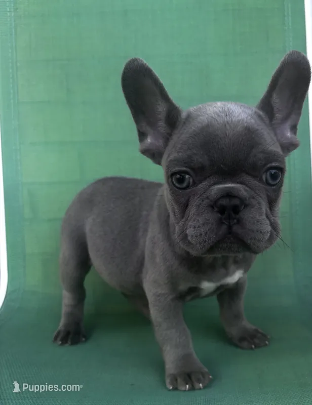 Bloom – French Bulldog puppy for sale in Matteson, IL