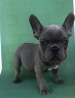Bloom, a male French Bulldog for sale in Matteson, IL – 1 of 2