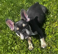 Willow, a female French Bulldog for sale in Matteson, IL – 1 of 5