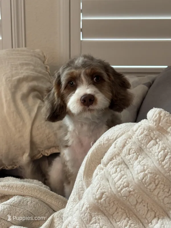 Milo, a male Cavapoo for sale in Hayward, CA – Photo 1 of 4