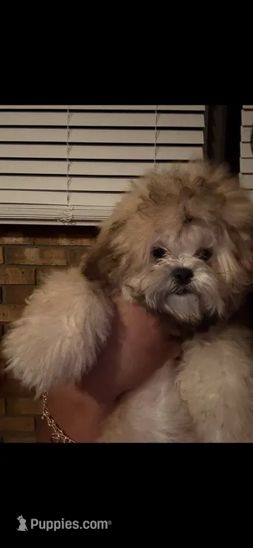 Sushi, a female Shihpoo for sale in Griffin, GA – 1 of 3