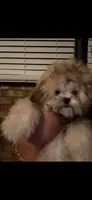 Sushi, a female Shihpoo for sale in Griffin, GA – 1 of 3
